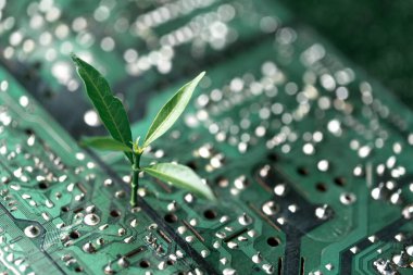 Bilgisayar devre kartının kesişme noktasında büyüyen ağaç. Yeşil bilgisayar, yeşil teknoloji, yeşil bilişim, CSR ve bilişim ahlakı. Yeşil teknoloji kavramı. Çevre yeşil teknolojisi.