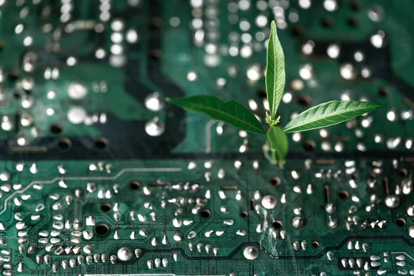 stock image Tree growing on the converging point of computer circuit board. Green computing, Green technology, Green IT, CSR, and IT ethics. Concept of green technology. Environment green technology.