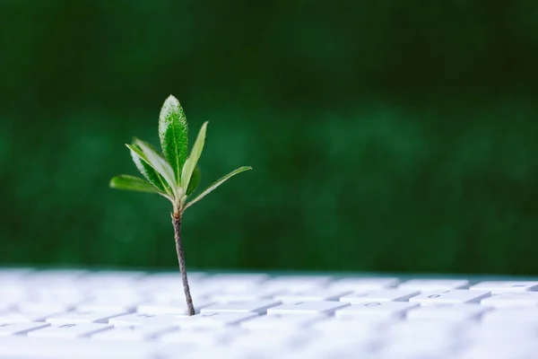 Grön Informationsteknik Miljömässigt Hållbar Uppfattat Utrymme Grön Växt Växer Bärbar — Stockfoto