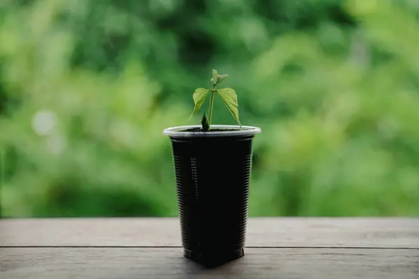 Stock image Plastic bags and plastic bottles reused as containers for growing plants. Green tree on plastic bottle. Decoration by using old plastic bottle and bags. Reduce or garbage or waste by recycling objects