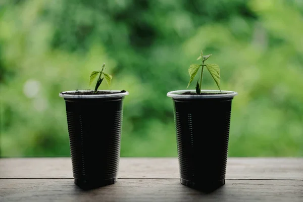 stock image Plastic bags and plastic bottles reused as containers for growing plants. Green tree on plastic bottle. Decoration by using old plastic bottle and bags. Reduce or garbage or waste by recycling objects