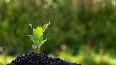 Topraktan büyüyen genç bitkiler ya da ağaçlar. Bitkiler doğal ekosistemde büyür. Genç yeşil ağaçlar çevresel sistemimiz için önemlidir. Tarım gelişimi çevreye zarar veriyor.