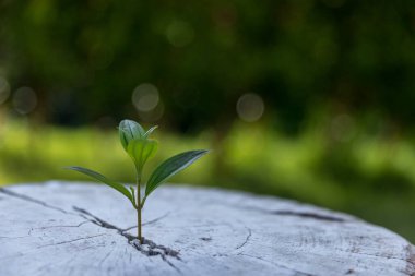 Topraktan büyüyen genç bitkiler ya da ağaçlar. Bitkiler doğal ekosistemde büyür. Genç yeşil ağaçlar çevresel sistemimiz için önemlidir. Tarım gelişimi çevreye zarar veriyor.