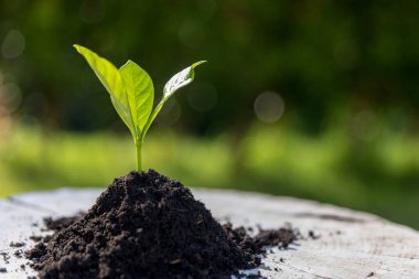 Topraktan büyüyen genç bitkiler ya da ağaçlar. Bitkiler doğal ekosistemde büyür. Genç yeşil ağaçlar çevresel sistemimiz için önemlidir. Tarım gelişimi çevreye zarar veriyor.