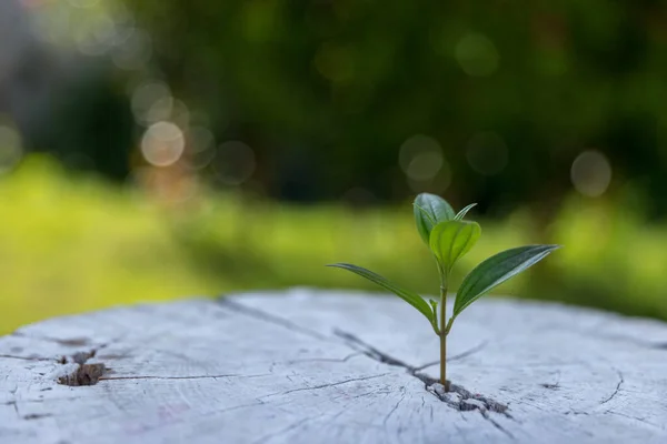Unga Växter Eller Träd Som Växer Från Jorden Växter Tillväxt — Stockfoto