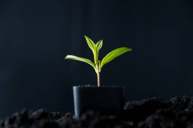 Geri dönüştürülmüş ağaçlar ve plastik toprakla sürdürülebilirliği kucaklayın. Doğayı besleyerek çevreye katkıda bulunun. Daha yeşil bir gezegeni besleyen geri dönüşümlü maddelerin güzelliğini keşfedin..