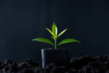 Geri dönüştürülmüş ağaçlar ve plastik toprakla sürdürülebilirliği kucaklayın. Doğayı besleyerek çevreye katkıda bulunun. Daha yeşil bir gezegeni besleyen geri dönüşümlü maddelerin güzelliğini keşfedin..