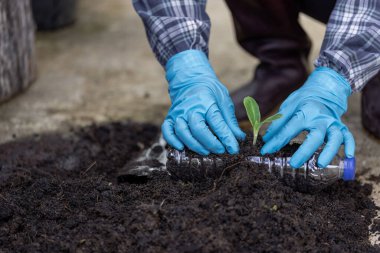 Kullanılmış plastik kaplarda siyah topraklı bitkiler yetiştirir. Doğal kaynakları ve sürdürülebilir çevreyi korumak için.