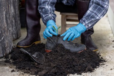 Kullanılmış plastik kaplarda siyah topraklı bitkiler yetiştirir. Doğal kaynakları ve sürdürülebilir çevreyi korumak için.