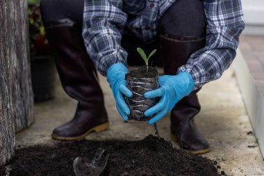 Kullanılmış plastik kaplarda siyah topraklı bitkiler yetiştirir. Doğal kaynakları ve sürdürülebilir çevreyi korumak için.