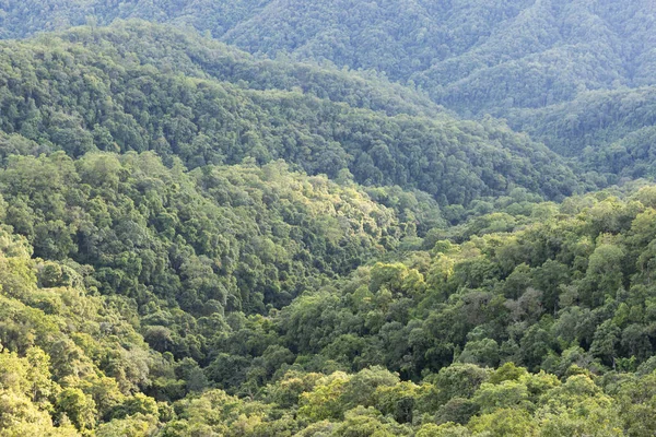 Hochwinkel Tropenwald Grünwald Luftaufnahme Und Umwelttechnologie Konzept Grüne Technologie Ökologie — Stockfoto