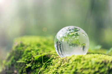 Bir ormanda çim üzerinde dinlenen kristal küre yakın - çevre kavramı
