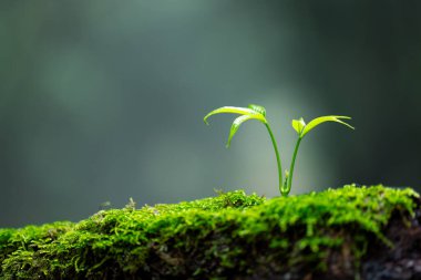 Çevre, temiz gezegeni, ekoloji kavramını kurtar. Dünya Günü. Güneş ışığında büyüyen genç yeşil bitki. Dünya çevresi günü.