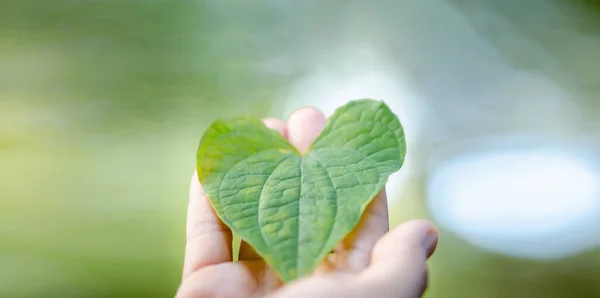 Hand holding green heart leaves. Plant a planting trees, loving environment and protecting nature nourishing the plants and world look beautiful, Forest conservation concept. banner and copy space