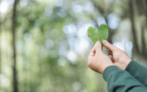Hände Mit Grünen Herzblättern Pflanze Bäume Liebe Die Umwelt Und Stockfoto