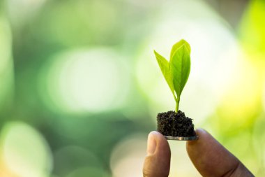 Büyüyen yatırım parası, madeni paralar, finans ve yatırım konsepti. Yeşil doğa arka planında küçük bitkiler artar. Ekonomik büyüme ve finansal kâr fikirleriyle para tasarrufu.