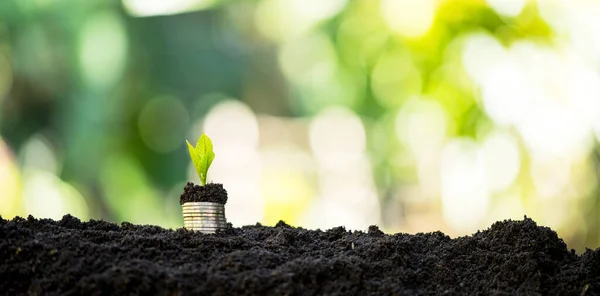Growing invest money, Plant on coins, Finance and investment concept. Small plants increase on green nature background. Money saving with financial profit business ideas and economic growth.