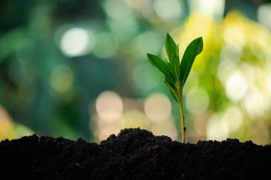 El bakımı, yeşil ağaçlar yetiştirerek, doğayı besleyerek ve yeryüzünün sağlığı için sürdürülebilir bahçecilik yaparak çevreyi korumak. Büyüme, ağaç, toprak, yeşil, bahçe, koruma, bakım.