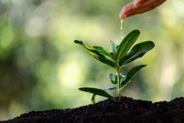 El bakımı, yeşil ağaçlar yetiştirerek, doğayı besleyerek ve yeryüzünün sağlığı için sürdürülebilir bahçecilik yaparak çevreyi korumak. Büyüme, ağaç, toprak, yeşil, bahçe, koruma, bakım.