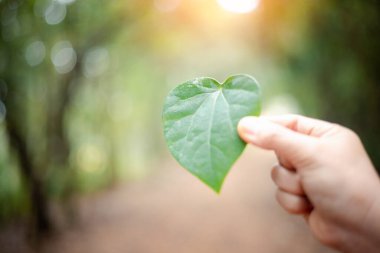 Elindeki yeşil yaprak doğa sevgisinin bir sembolüydü, doğal güzellik kavramını ve ekolojinin önemini temsil ediyordu. Yaprak, aşk, doğa, nube, konsept, yeşil, el, doğal, ekoloji.