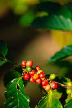 Yakın hasat zamanı kırmızı kahve tohumu robusta arabica üzümü, kahve çiftliği hasadı. Kahve tohumu olgunlaşmış kırmızı böğürtlen tohum ekin yeşil eko organik çiftlik yeşil arka planda kahve ağacı yetiştirin