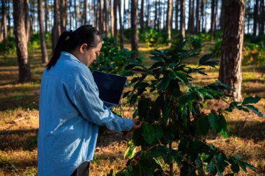 Kahve çekirdeğini hasat et olgunlaşmış kırmızı böğürtlen dizüstü bilgisayarda kalite kontrollü kahve ağacını kontrol et. Akıllı çiftçi yeşil kahve çiftliğinde dizüstü bilgisayar kullanıyor sürdürülebilir kalite kontrol tarım teknolojisi