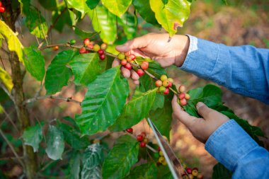 Kahve çekirdeğini hasat et olgunlaşmış kırmızı böğürtlen dizüstü bilgisayarda kalite kontrollü kahve ağacını kontrol et. Akıllı çiftçi yeşil kahve çiftliğinde dizüstü bilgisayar kullanıyor sürdürülebilir kalite kontrol tarım teknolojisi