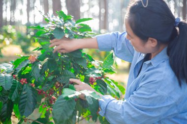 Kahve çekirdeğini hasat et olgunlaşmış kırmızı böğürtlen dizüstü bilgisayarda kalite kontrollü kahve ağacını kontrol et. Akıllı çiftçi yeşil kahve çiftliğinde dizüstü bilgisayar kullanıyor sürdürülebilir kalite kontrol tarım teknolojisi