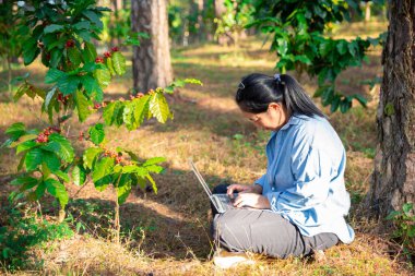 Kahve çekirdeğini hasat et olgunlaşmış kırmızı böğürtlen dizüstü bilgisayarda kalite kontrollü kahve ağacını kontrol et. Akıllı çiftçi yeşil kahve çiftliğinde dizüstü bilgisayar kullanıyor sürdürülebilir kalite kontrol tarım teknolojisi