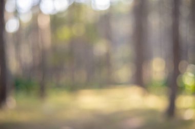 Kırmızı kahve tohumu, robusta arabica üzümünün kahve çiftliği hasadının bulanık görüntüsü. Kahve tohumu olgunlaşmış kırmızı böğürtlen tohum eker yeşil organik çiftlik yeşil arka planda taze kahve ağacı yetişir