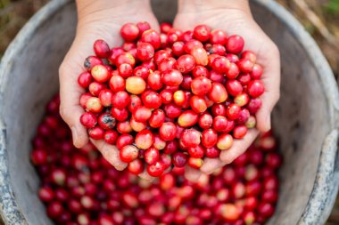 Yakın el hasadı kırmızı kahve tohumu robusta arabica üzümü, kahve çiftliği hasadı. Eller kahve hasadı yapar. Kırmızı böğürtlen eker. Yeşil eko organik çiftlikte taze tohum ağacı yetişir.