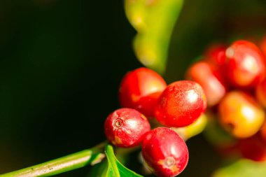 Yakın hasat zamanı kırmızı kahve tohumu robusta arabica üzümü, kahve çiftliği hasadı. Kahve tohumu olgunlaşmış kırmızı böğürtlen tohum ekin yeşil eko organik çiftlik yeşil arka planda kahve ağacı yetiştirin