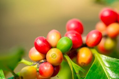 Yakın hasat zamanı kırmızı kahve tohumu robusta arabica üzümü, kahve çiftliği hasadı. Kahve tohumu olgunlaşmış kırmızı böğürtlen tohum ekin yeşil eko organik çiftlik yeşil arka planda kahve ağacı yetiştirin