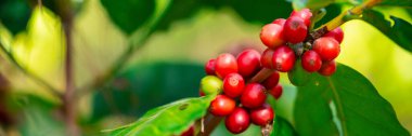 Yakın hasat zamanı kırmızı kahve tohumu robusta arabica üzümü, kahve çiftliği hasadı. Kahve tohumu olgunlaşmış kırmızı böğürtlen tohum ekin yeşil eko organik çiftlik yeşil arka planda kahve ağacı yetiştirin