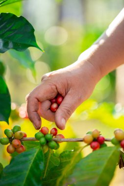 Yakın el hasadı kırmızı kahve tohumu robusta arabica üzümü, kahve çiftliği hasadı. Eller kahve hasadı yapar. Kırmızı böğürtlen eker. Yeşil eko organik çiftlikte taze tohum ağacı yetişir.
