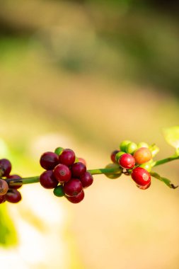 Yakın hasat zamanı kırmızı kahve tohumu robusta arabica üzümü, kahve çiftliği hasadı. Kahve tohumu olgunlaşmış kırmızı böğürtlen tohum ekin yeşil eko organik çiftlik yeşil arka planda kahve ağacı yetiştirin