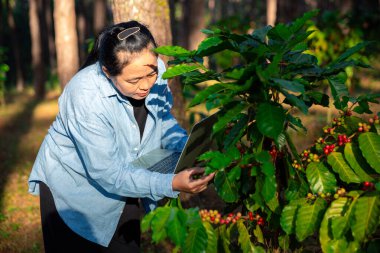 Kahve çekirdeğini hasat et olgunlaşmış kırmızı böğürtlen dizüstü bilgisayarda kalite kontrollü kahve ağacını kontrol et. Akıllı çiftçi yeşil kahve çiftliğinde dizüstü bilgisayar kullanıyor sürdürülebilir kalite kontrol tarım teknolojisi