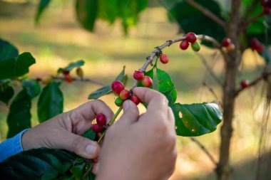 Kahve çekirdeğini hasat et olgunlaşmış kırmızı böğürtlen dizüstü bilgisayarda kalite kontrollü kahve ağacını kontrol et. Akıllı çiftçi yeşil kahve çiftliğinde dizüstü bilgisayar kullanıyor sürdürülebilir kalite kontrol tarım teknolojisi