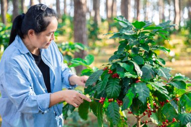 Kahve çekirdeğini hasat et olgunlaşmış kırmızı böğürtlen dizüstü bilgisayarda kalite kontrollü kahve ağacını kontrol et. Akıllı çiftçi yeşil kahve çiftliğinde dizüstü bilgisayar kullanıyor sürdürülebilir kalite kontrol tarım teknolojisi