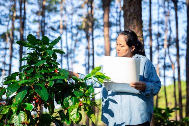 Kahve çekirdeğini hasat et olgunlaşmış kırmızı böğürtlen dizüstü bilgisayarda kalite kontrollü kahve ağacını kontrol et. Akıllı çiftçi yeşil kahve çiftliğinde dizüstü bilgisayar kullanıyor sürdürülebilir kalite kontrol tarım teknolojisi