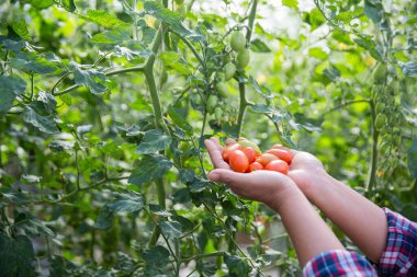 Smart farming techniques hydroponic salad vegetables technology tomato red green ensuring fresh sustainable produce agriculture promotes healthy eating support farmer living local community non gmo clipart