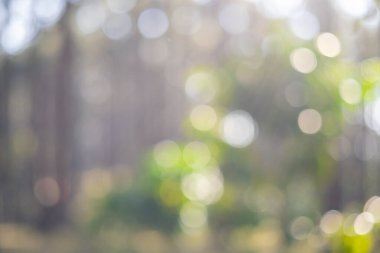 Kırmızı kahve tohumu, robusta arabica üzümünün kahve çiftliği hasadının bulanık görüntüsü. Kahve tohumu olgunlaşmış kırmızı böğürtlen tohum eker yeşil organik çiftlik yeşil arka planda taze kahve ağacı yetişir