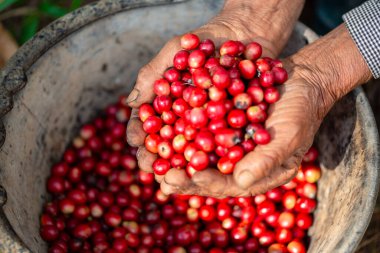 Yakın el hasadı kırmızı kahve tohumu robusta arabica üzümü, kahve çiftliği hasadı. Eller kahve hasadı yapar. Kırmızı böğürtlen eker. Yeşil eko organik çiftlikte taze tohum ağacı yetişir.
