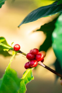 Yakın hasat zamanı kırmızı kahve tohumu robusta arabica üzümü, kahve çiftliği hasadı. Kahve tohumu olgunlaşmış kırmızı böğürtlen tohum ekin yeşil eko organik çiftlik yeşil arka planda kahve ağacı yetiştirin