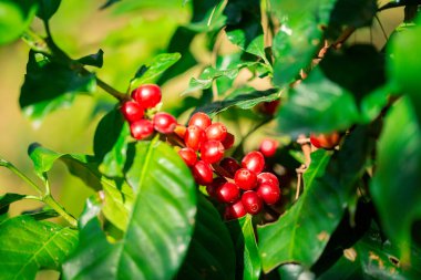 Yakın hasat zamanı kırmızı kahve tohumu robusta arabica üzümü, kahve çiftliği hasadı. Kahve tohumu olgunlaşmış kırmızı böğürtlen tohum ekin yeşil eko organik çiftlik yeşil arka planda kahve ağacı yetiştirin