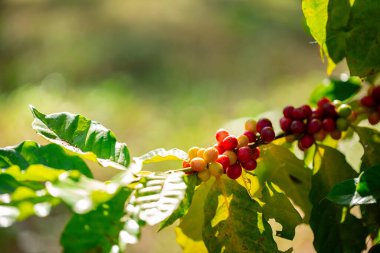 Yakın hasat zamanı kırmızı kahve tohumu robusta arabica üzümü, kahve çiftliği hasadı. Kahve tohumu olgunlaşmış kırmızı böğürtlen tohum ekin yeşil eko organik çiftlik yeşil arka planda kahve ağacı yetiştirin