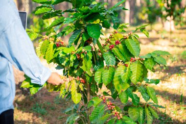 Kahve çekirdeğini hasat et olgunlaşmış kırmızı böğürtlen dizüstü bilgisayarda kalite kontrollü kahve ağacını kontrol et. Akıllı çiftçi yeşil kahve çiftliğinde dizüstü bilgisayar kullanıyor sürdürülebilir kalite kontrol tarım teknolojisi