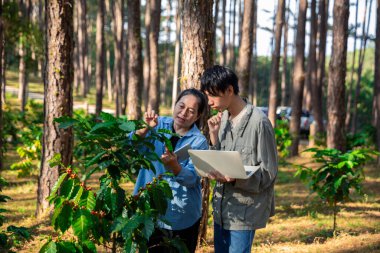 Kahve çekirdeğini hasat et olgunlaşmış kırmızı böğürtlen dizüstü bilgisayarda kalite kontrollü kahve ağacını kontrol et. Akıllı çiftçi yeşil kahve çiftliğinde dizüstü bilgisayar kullanıyor sürdürülebilir kalite kontrol tarım teknolojisi