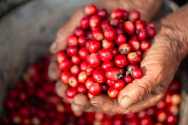 Yakın el hasadı kırmızı kahve tohumu robusta arabica üzümü, kahve çiftliği hasadı. Eller kahve hasadı yapar. Kırmızı böğürtlen eker. Yeşil eko organik çiftlikte taze tohum ağacı yetişir.