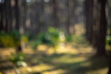 Kırmızı kahve tohumu, robusta arabica üzümünün kahve çiftliği hasadının bulanık görüntüsü. Kahve tohumu olgunlaşmış kırmızı böğürtlen tohum eker yeşil organik çiftlik yeşil arka planda taze kahve ağacı yetişir